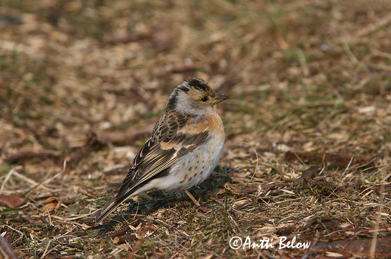 Avainsanat: Pinsà mec Kvækerfinke Keep Brambling Põhjavint Järripeippo Pinson du Nord Bergfink Fenyopinty Fjallafinka  Tentilhão-montez Fringilla montifringilla Pinzón Real Bergfink