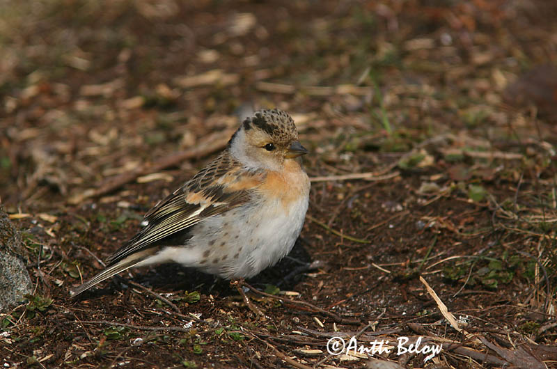 Avainsanat: Pinsà mec Kvækerfinke Keep Brambling Põhjavint Järripeippo Pinson du Nord Bergfink Fenyopinty Fjallafinka  Tentilhão-montez Fringilla montifringilla Pinzón Real Bergfink