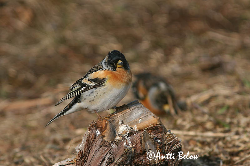 Avainsanat: Pinsà mec Kvækerfinke Keep Brambling Põhjavint Järripeippo Pinson du Nord Bergfink Fenyopinty Fjallafinka  Tentilhão-montez Fringilla montifringilla Pinzón Real Bergfink