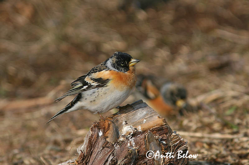 Avainsanat: Pinsà mec Kvækerfinke Keep Brambling Põhjavint Järripeippo Pinson du Nord Bergfink Fenyopinty Fjallafinka  Tentilhão-montez Fringilla montifringilla Pinzón Real Bergfink