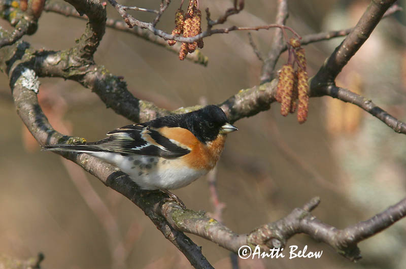 Avainsanat: Pinsà mec Kvækerfinke Keep Brambling Põhjavint Järripeippo Pinson du Nord Bergfink Fenyopinty Fjallafinka  Tentilhão-montez Fringilla montifringilla Pinzón Real Bergfink