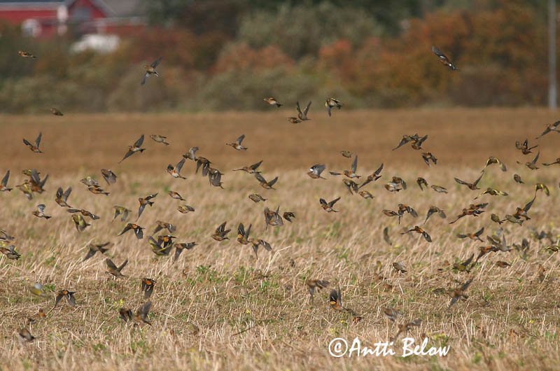 Avainsanat: Pinsà mec Kvækerfinke Keep Brambling Põhjavint Järripeippo Pinson du Nord Bergfink Fenyopinty Fjallafinka  Tentilhão-montez Fringilla montifringilla Pinzón Real Bergfink