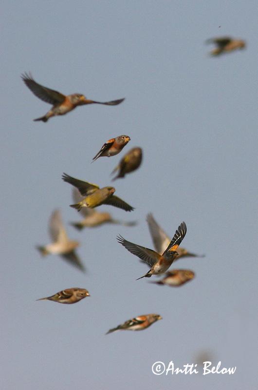 Avainsanat: Pinsà mec Kvækerfinke Keep Brambling Põhjavint Järripeippo Pinson du Nord Bergfink Fenyopinty Fjallafinka  Tentilhão-montez Fringilla montifringilla Pinzón Real Bergfink