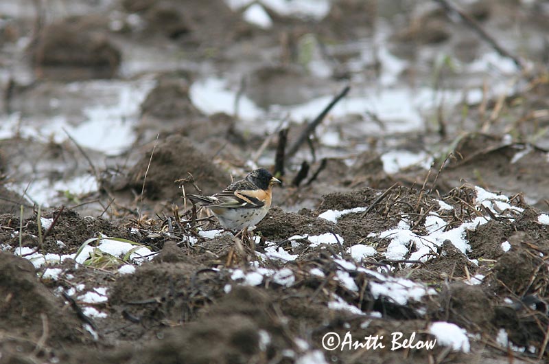 Avainsanat: Pinsà mec Kvækerfinke Keep Brambling Põhjavint Järripeippo Pinson du Nord Bergfink Fenyopinty Fjallafinka  Tentilhão-montez Fringilla montifringilla Pinzón Real Bergfink