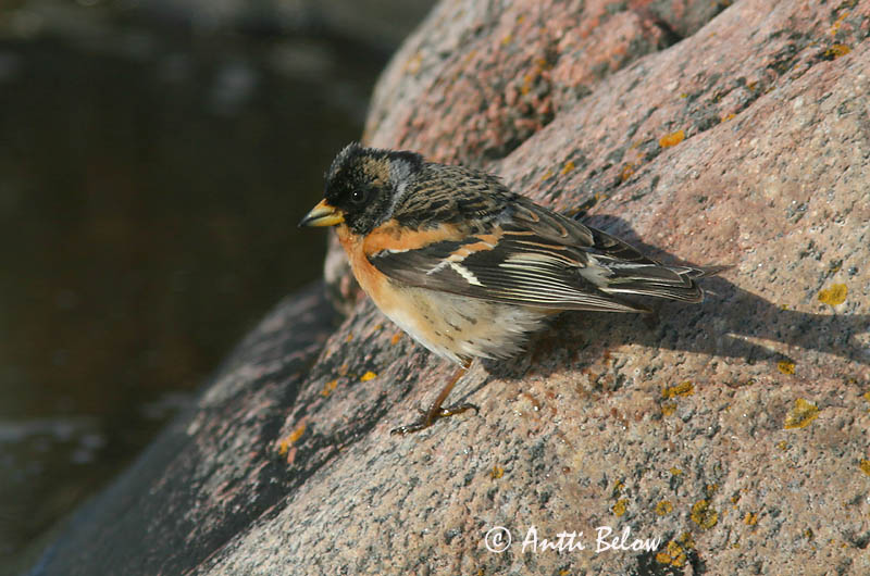Avainsanat: Pinsà mec Kvækerfinke Keep Brambling Põhjavint Järripeippo Pinson du Nord Bergfink Fenyopinty Fjallafinka  Tentilhão-montez Fringilla montifringilla Pinzón Real Bergfink
