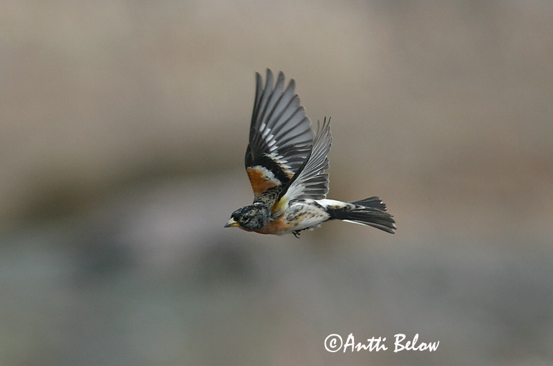 Avainsanat: Pinsà mec Kvækerfinke Keep Brambling Põhjavint Järripeippo Pinson du Nord Bergfink Fenyopinty Fjallafinka  Tentilhão-montez Fringilla montifringilla Pinzón Real Bergfink