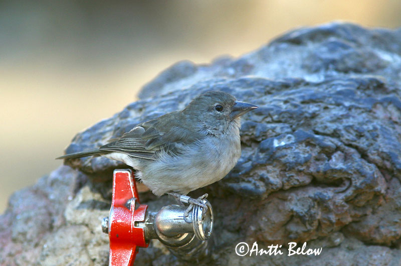 Avainsanat: Sinipeippo Pinsà de les-Canàries Blue Chaffinch Pinson bleu Teydefink Blåfink Fringilla teydea Pinzón Azul Blå bofink