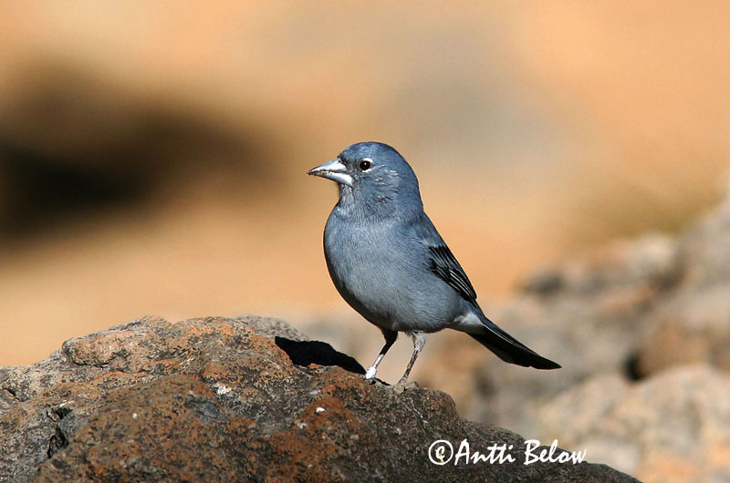 Avainsanat: Sinipeippo Pinsà de les-Canàries Blue Chaffinch Pinson bleu Teydefink Blåfink Fringilla teydea Pinzón Azul Blå bofink