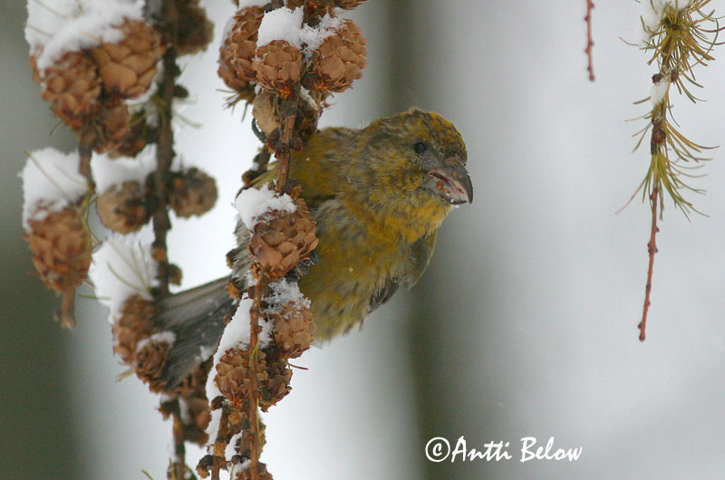 Avainsanat: Trencapinyes comú Lille korsnæb Kruisbek Common Crossbill Kuuse-käbilind Pikkukäpylintu Bec-croisé des sapins Fichtenkreuzschnabel Keresztcsoru Krossnefur Grankorsnebb Cruza-bico-comum Loxia curvirostra Piquituerto Común Mindre korsnäbb