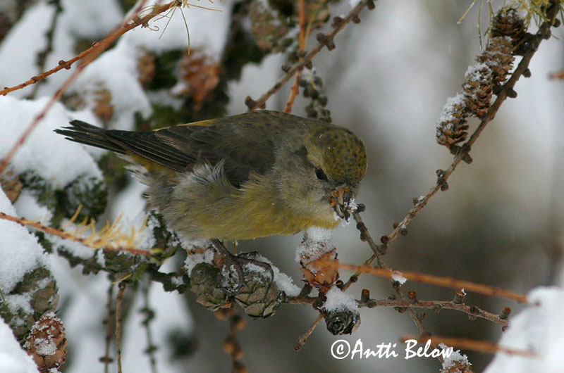 Avainsanat: Trencapinyes comú Lille korsnæb Kruisbek Common Crossbill Kuuse-käbilind Pikkukäpylintu Bec-croisé des sapins Fichtenkreuzschnabel Keresztcsoru Krossnefur Grankorsnebb Cruza-bico-comum Loxia curvirostra Piquituerto Común Mindre korsnäbb