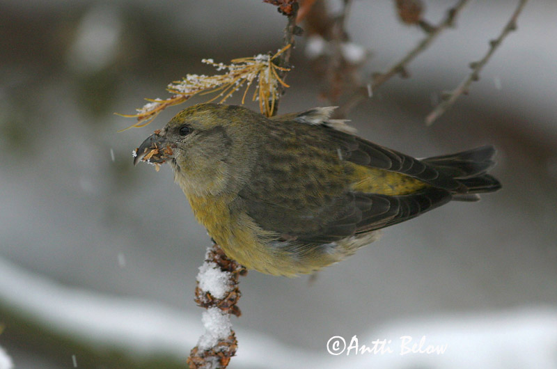 Avainsanat: Trencapinyes comú Lille korsnæb Kruisbek Common Crossbill Kuuse-käbilind Pikkukäpylintu Bec-croisé des sapins Fichtenkreuzschnabel Keresztcsoru Krossnefur Grankorsnebb Cruza-bico-comum Loxia curvirostra Piquituerto Común Mindre korsnäbb