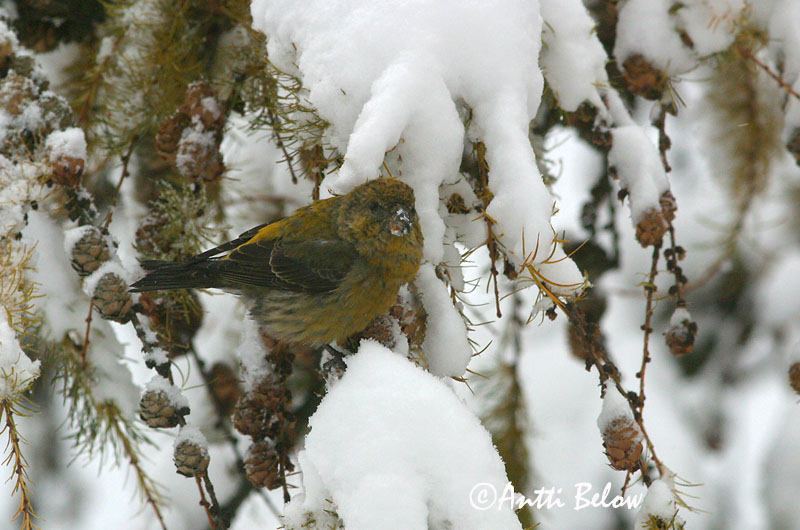 Avainsanat: Trencapinyes comú Lille korsnæb Kruisbek Common Crossbill Kuuse-käbilind Pikkukäpylintu Bec-croisé des sapins Fichtenkreuzschnabel Keresztcsoru Krossnefur Grankorsnebb Cruza-bico-comum Loxia curvirostra Piquituerto Común Mindre korsnäbb