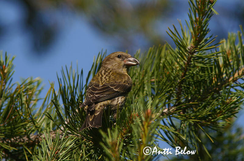 Avainsanat: Trencapinyes comú Lille korsnæb Kruisbek Common Crossbill Kuuse-käbilind Pikkukäpylintu Bec-croisé des sapins Fichtenkreuzschnabel Keresztcsoru Krossnefur Grankorsnebb Cruza-bico-comum Loxia curvirostra Piquituerto Común Mindre korsnäbb