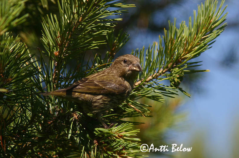 Avainsanat: Trencapinyes comú Lille korsnæb Kruisbek Common Crossbill Kuuse-käbilind Pikkukäpylintu Bec-croisé des sapins Fichtenkreuzschnabel Keresztcsoru Krossnefur Grankorsnebb Cruza-bico-comum Loxia curvirostra Piquituerto Común Mindre korsnäbb