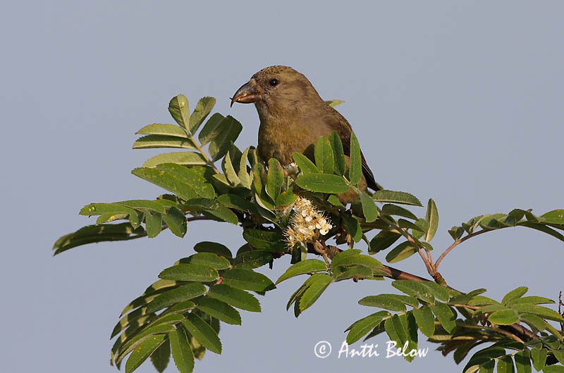 Avainsanat: Trencapinyes comú Lille korsnæb Kruisbek Common Crossbill Kuuse-käbilind Pikkukäpylintu Bec-croisé des sapins Fichtenkreuzschnabel Keresztcsoru Krossnefur Grankorsnebb Cruza-bico-comum Loxia curvirostra Piquituerto Común Mindre korsnäbb
