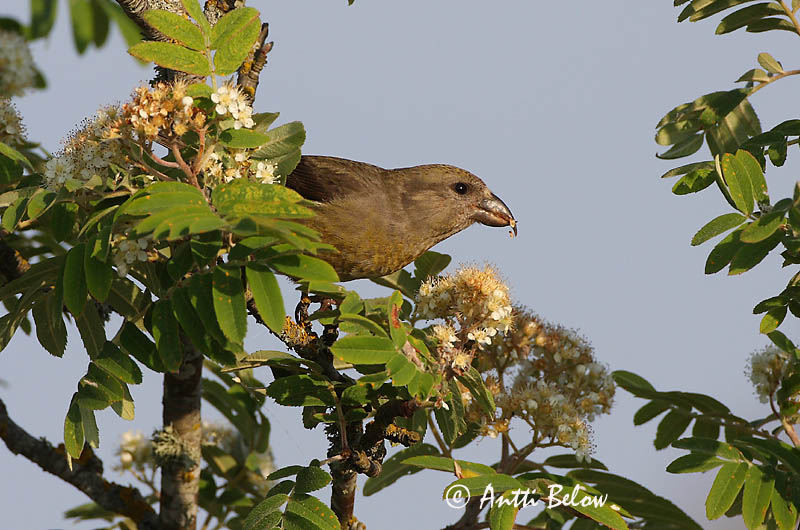 Avainsanat: Trencapinyes comú Lille korsnæb Kruisbek Common Crossbill Kuuse-käbilind Pikkukäpylintu Bec-croisé des sapins Fichtenkreuzschnabel Keresztcsoru Krossnefur Grankorsnebb Cruza-bico-comum Loxia curvirostra Piquituerto Común Mindre korsnäbb