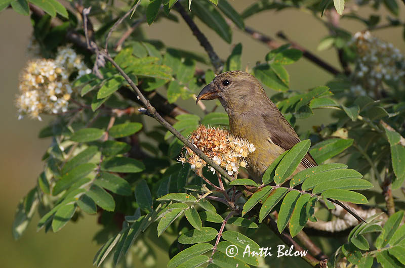 Avainsanat: Trencapinyes comú Lille korsnæb Kruisbek Common Crossbill Kuuse-käbilind Pikkukäpylintu Bec-croisé des sapins Fichtenkreuzschnabel Keresztcsoru Krossnefur Grankorsnebb Cruza-bico-comum Loxia curvirostra Piquituerto Común Mindre korsnäbb
