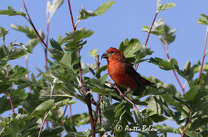 Avainsanat: Trencapinyes comú Lille korsnæb Kruisbek Common Crossbill Kuuse-käbilind Pikkukäpylintu Bec-croisé des sapins Fichtenkreuzschnabel Keresztcsoru Krossnefur Grankorsnebb Cruza-bico-comum Loxia curvirostra Piquituerto Común Mindre korsnäbb
