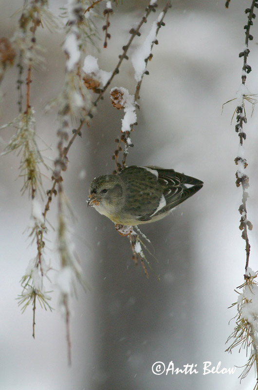 Avainsanat: Hvidvinget korsnæb Witbandkruisbek Two-barred Crossbill Vöötkäbilind Kirjosiipikäpylintu Bec-croisé bifascié Bindenkreuzschnabel Szalagos keresztcsoru Víxlnefur Båndkorsnebb Cruza-bico-franjado Loxia leucoptera Piquituerto Franjeado Bändelkorsn�