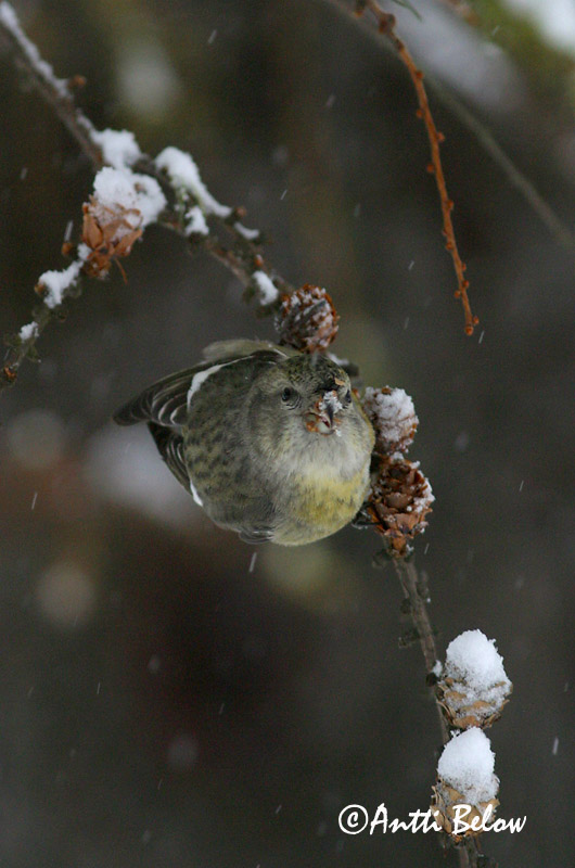 Avainsanat: Hvidvinget korsnæb Witbandkruisbek Two-barred Crossbill Vöötkäbilind Kirjosiipikäpylintu Bec-croisé bifascié Bindenkreuzschnabel Szalagos keresztcsoru Víxlnefur Båndkorsnebb Cruza-bico-franjado Loxia leucoptera Piquituerto Franjeado Bändelkorsn�