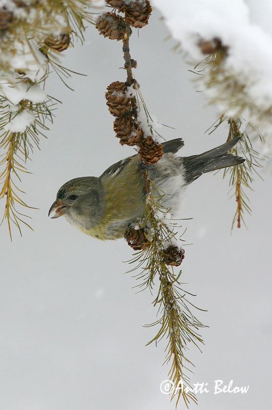 Avainsanat: Hvidvinget korsnæb Witbandkruisbek Two-barred Crossbill Vöötkäbilind Kirjosiipikäpylintu Bec-croisé bifascié Bindenkreuzschnabel Szalagos keresztcsoru Víxlnefur Båndkorsnebb Cruza-bico-franjado Loxia leucoptera Piquituerto Franjeado Bändelkorsn�