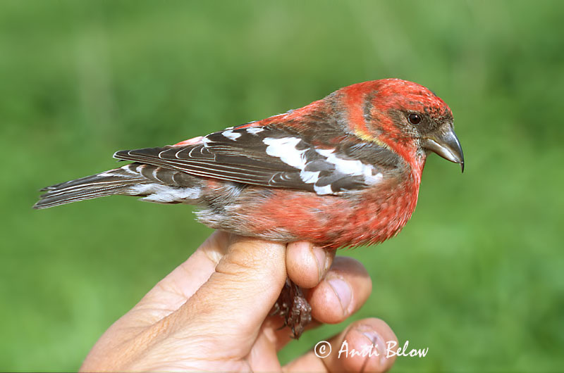 Avainsanat: Hvidvinget korsnæb Witbandkruisbek Two-barred Crossbill Vöötkäbilind Kirjosiipikäpylintu Bec-croisé bifascié Bindenkreuzschnabel Szalagos keresztcsoru Víxlnefur Båndkorsnebb Cruza-bico-franjado Loxia leucoptera Piquituerto Franjeado Bändelkorsn�