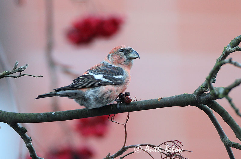 Avainsanat: Hvidvinget korsnæb Witbandkruisbek Two-barred Crossbill Vöötkäbilind Kirjosiipikäpylintu Bec-croisé bifascié Bindenkreuzschnabel Szalagos keresztcsoru Víxlnefur Båndkorsnebb Cruza-bico-franjado Loxia leucoptera Piquituerto Franjeado Bändelkorsn�