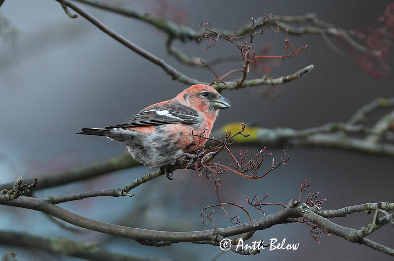 Avainsanat: Hvidvinget korsnæb Witbandkruisbek Two-barred Crossbill Vöötkäbilind Kirjosiipikäpylintu Bec-croisé bifascié Bindenkreuzschnabel Szalagos keresztcsoru Víxlnefur Båndkorsnebb Cruza-bico-franjado Loxia leucoptera Piquituerto Franjeado Bändelkorsn�