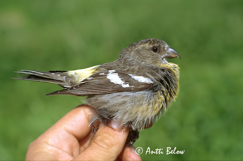 Avainsanat: Hvidvinget korsnæb Witbandkruisbek Two-barred Crossbill Vöötkäbilind Kirjosiipikäpylintu Bec-croisé bifascié Bindenkreuzschnabel Szalagos keresztcsoru Víxlnefur Båndkorsnebb Cruza-bico-franjado Loxia leucoptera Piquituerto Franjeado Bändelkorsn�