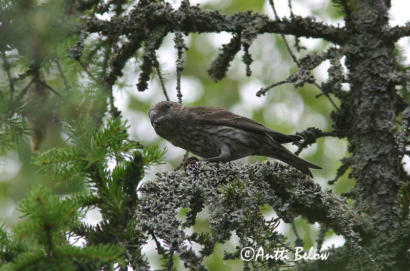 Avainsanat: Stor korsnæb Grote kruisbek Parrot Crossbill Männi-käbilind Isokäpylintu Bec-croisé perroquet Kiefernkreuzschnabel Nagy keresztcsoru Pánefur Furukorsnebb Cruza-bico-papagaio Loxia pytyopsittacus Piquituerto Lorito Större korsnäbb