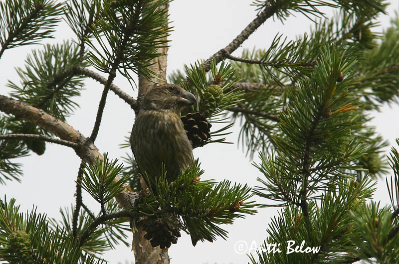 Avainsanat: Stor korsnæb Grote kruisbek Parrot Crossbill Männi-käbilind Isokäpylintu Bec-croisé perroquet Kiefernkreuzschnabel Nagy keresztcsoru Pánefur Furukorsnebb Cruza-bico-papagaio Loxia pytyopsittacus Piquituerto Lorito Större korsnäbb