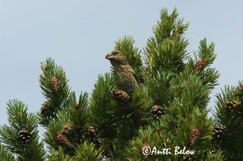Avainsanat: Stor korsnæb Grote kruisbek Parrot Crossbill Männi-käbilind Isokäpylintu Bec-croisé perroquet Kiefernkreuzschnabel Nagy keresztcsoru Pánefur Furukorsnebb Cruza-bico-papagaio Loxia pytyopsittacus Piquituerto Lorito Större korsnäbb