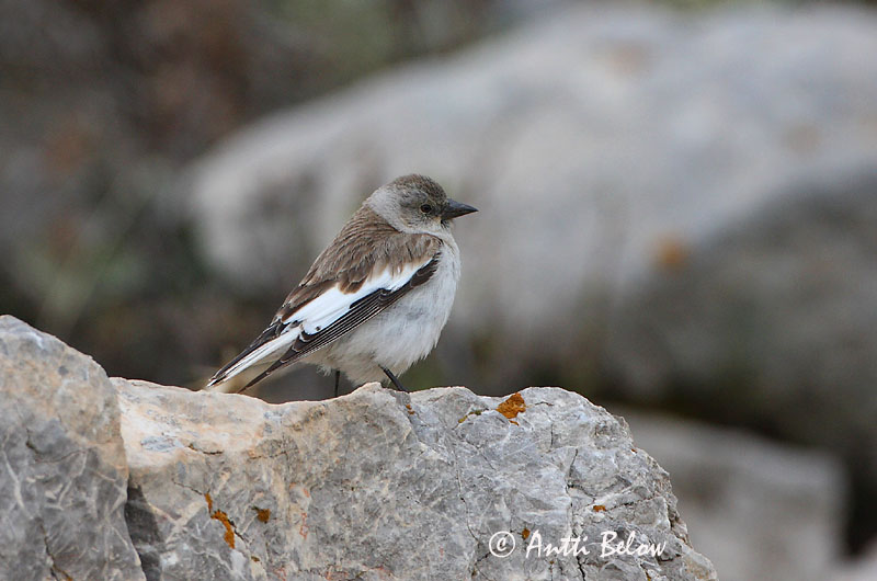 Avainsanat: Pardal d'ala blanca Sneeuwvink White-winged Snowfinch Lumivarpunen Niverolle alpine Schneefink Fjellspurv Montifringilla nivalis Gorrión Nival Snöfink
