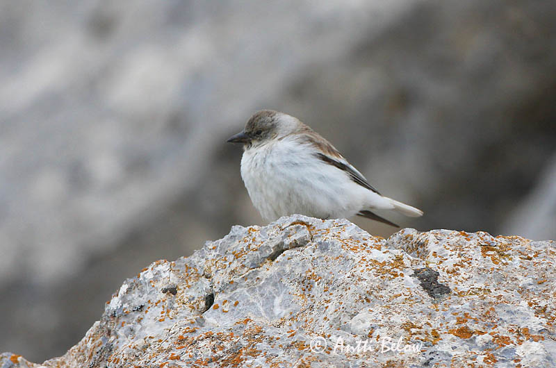 Avainsanat: Pardal d'ala blanca Sneeuwvink White-winged Snowfinch Lumivarpunen Niverolle alpine Schneefink Fjellspurv Montifringilla nivalis Gorrión Nival Snöfink
