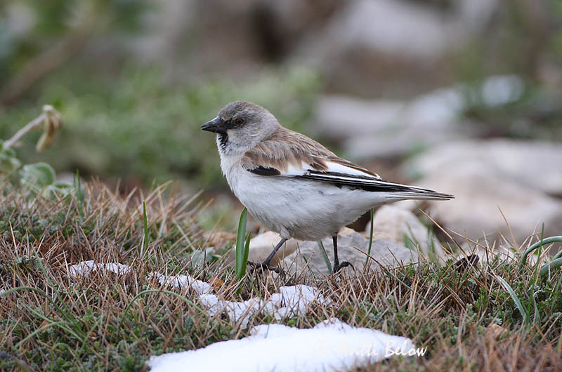 Avainsanat: Pardal d'ala blanca Sneeuwvink White-winged Snowfinch Lumivarpunen Niverolle alpine Schneefink Fjellspurv Montifringilla nivalis Gorrión Nival Snöfink