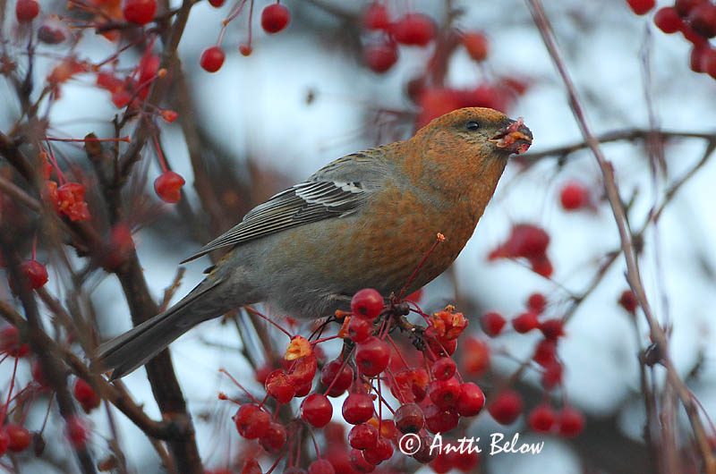 Avainsanat: Krognæb Haakbek Pine Grosbeak Männileevike Taviokuurna Durbec des sapins Hakengimpel Nagy pirók Krókfinka Konglebit Pintarrôxo-de-bico-grosso Pinicola enucleator Camachuelo Picogrueso Tallbit