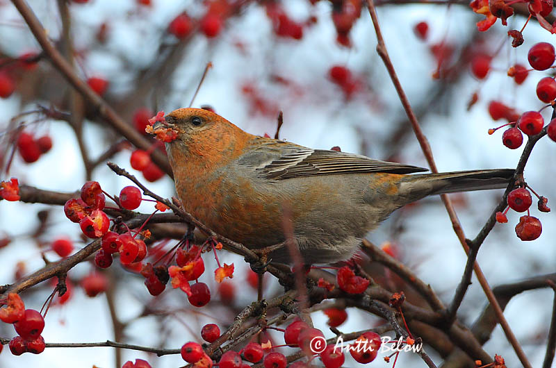 Avainsanat: Krognæb Haakbek Pine Grosbeak Männileevike Taviokuurna Durbec des sapins Hakengimpel Nagy pirók Krókfinka Konglebit Pintarrôxo-de-bico-grosso Pinicola enucleator Camachuelo Picogrueso Tallbit