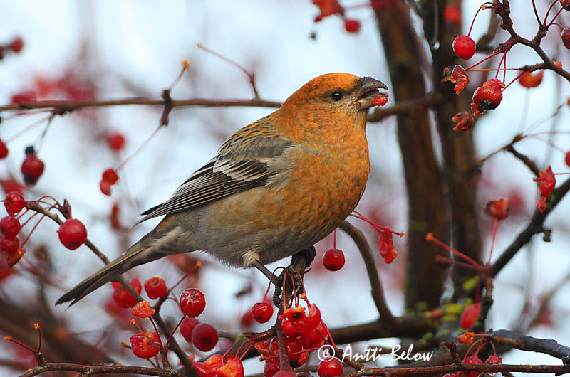 Avainsanat: Krognæb Haakbek Pine Grosbeak Männileevike Taviokuurna Durbec des sapins Hakengimpel Nagy pirók Krókfinka Konglebit Pintarrôxo-de-bico-grosso Pinicola enucleator Camachuelo Picogrueso Tallbit