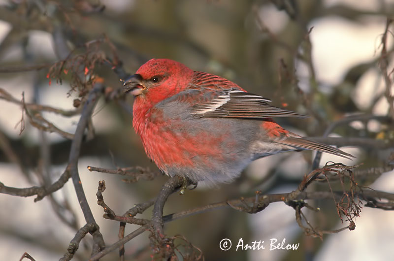 Avainsanat: Krognæb Haakbek Pine Grosbeak Männileevike Taviokuurna Durbec des sapins Hakengimpel Nagy pirók Krókfinka Konglebit Pintarrôxo-de-bico-grosso Pinicola enucleator Camachuelo Picogrueso Tallbit