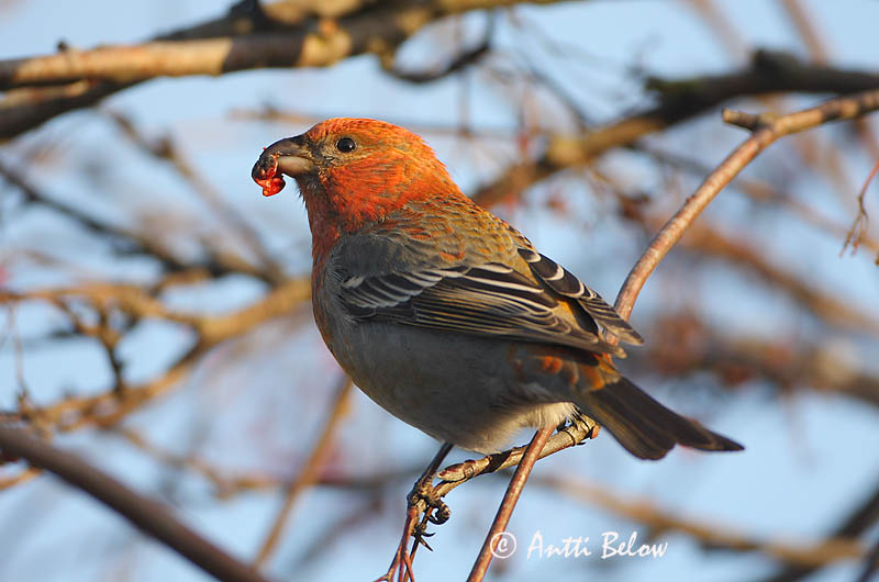 Avainsanat: Krognæb Haakbek Pine Grosbeak Männileevike Taviokuurna Durbec des sapins Hakengimpel Nagy pirók Krókfinka Konglebit Pintarrôxo-de-bico-grosso Pinicola enucleator Camachuelo Picogrueso Tallbit