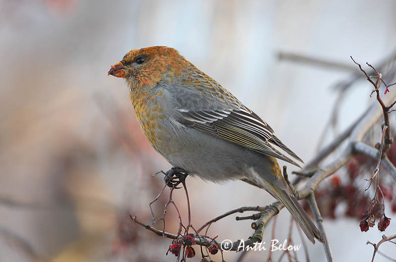 Avainsanat: Krognæb Haakbek Pine Grosbeak Männileevike Taviokuurna Durbec des sapins Hakengimpel Nagy pirók Krókfinka Konglebit Pintarrôxo-de-bico-grosso Pinicola enucleator Camachuelo Picogrueso Tallbit