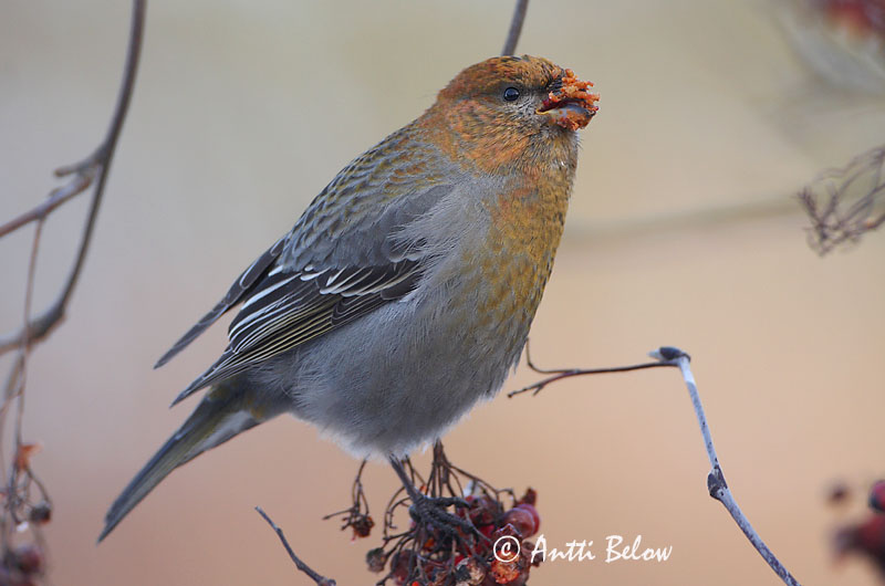 Avainsanat: Krognæb Haakbek Pine Grosbeak Männileevike Taviokuurna Durbec des sapins Hakengimpel Nagy pirók Krókfinka Konglebit Pintarrôxo-de-bico-grosso Pinicola enucleator Camachuelo Picogrueso Tallbit