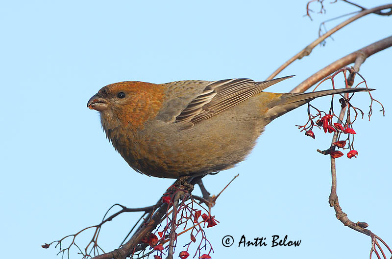 Avainsanat: Krognæb Haakbek Pine Grosbeak Männileevike Taviokuurna Durbec des sapins Hakengimpel Nagy pirók Krókfinka Konglebit Pintarrôxo-de-bico-grosso Pinicola enucleator Camachuelo Picogrueso Tallbit