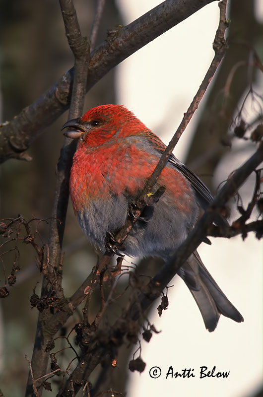 Avainsanat: Krognæb Haakbek Pine Grosbeak Männileevike Taviokuurna Durbec des sapins Hakengimpel Nagy pirók Krókfinka Konglebit Pintarrôxo-de-bico-grosso Pinicola enucleator Camachuelo Picogrueso Tallbit