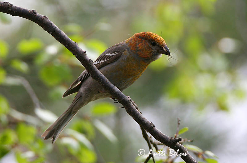 Avainsanat: Krognæb Haakbek Pine Grosbeak Männileevike Taviokuurna Durbec des sapins Hakengimpel Nagy pirók Krókfinka Konglebit Pintarrôxo-de-bico-grosso Pinicola enucleator Camachuelo Picogrueso Tallbit