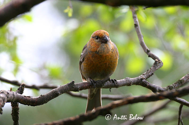 Avainsanat: Krognæb Haakbek Pine Grosbeak Männileevike Taviokuurna Durbec des sapins Hakengimpel Nagy pirók Krókfinka Konglebit Pintarrôxo-de-bico-grosso Pinicola enucleator Camachuelo Picogrueso Tallbit