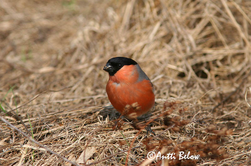 Avainsanat: Pinsà borroner Dompap Goudvink Eurasian Bullfinch Leevike Punatulkku Bouvreuil pivoine Gimpel Süvölto Dómpápi Dompap Dom-fafe Pyrrhula pyrrhula Camachuelo Común Domherre