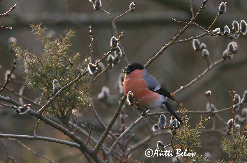 Avainsanat: Pinsà borroner Dompap Goudvink Eurasian Bullfinch Leevike Punatulkku Bouvreuil pivoine Gimpel Süvölto Dómpápi Dompap Dom-fafe Pyrrhula pyrrhula Camachuelo Común Domherre