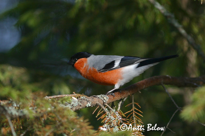 Avainsanat: Pinsà borroner Dompap Goudvink Eurasian Bullfinch Leevike Punatulkku Bouvreuil pivoine Gimpel Süvölto Dómpápi Dompap Dom-fafe Pyrrhula pyrrhula Camachuelo Común Domherre