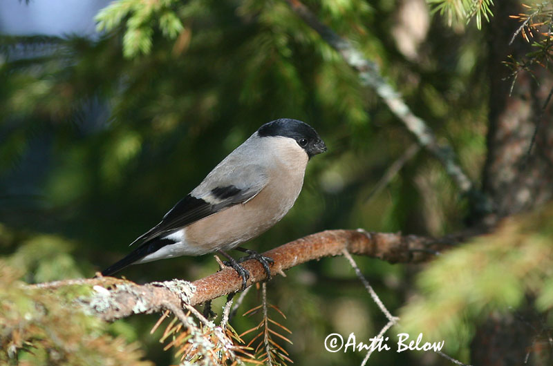 Avainsanat: Pinsà borroner Dompap Goudvink Eurasian Bullfinch Leevike Punatulkku Bouvreuil pivoine Gimpel Süvölto Dómpápi Dompap Dom-fafe Pyrrhula pyrrhula Camachuelo Común Domherre